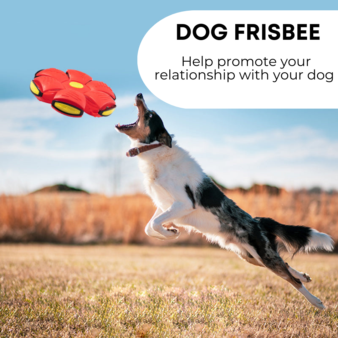 Pawtastic Adventures™ Dog Frisbee